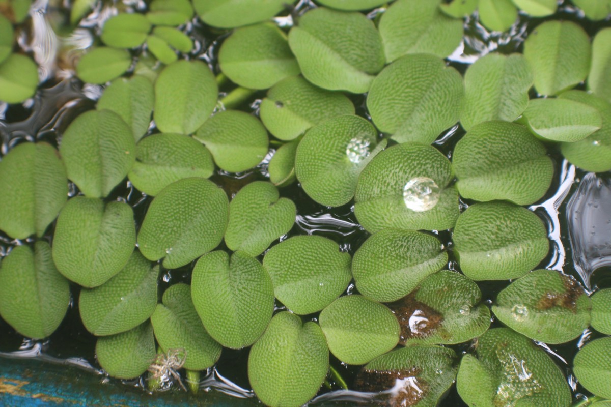 Salvinia molesta D.Mitch.